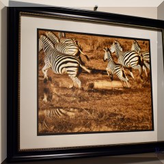 A15c. Framed zebras photo. 20”x16” - $25 each 